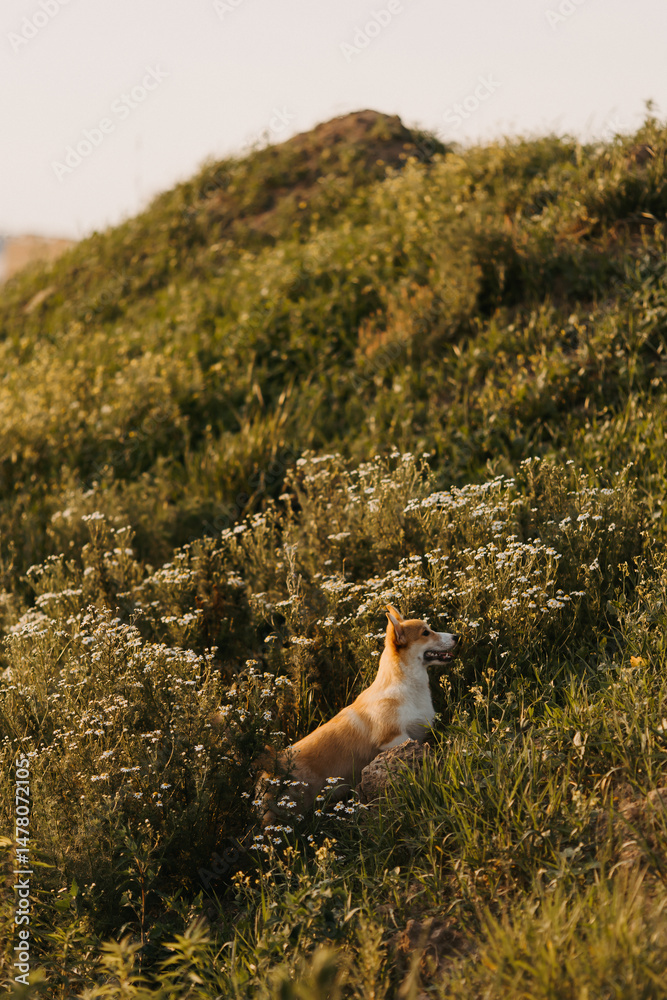 A cheerful, playful dog is joyfully frolicking in a lush, vibrant green meadow that is abundantly surrounded by blooming wildflowers, all bathed in the warm, enchanting light of the golden hour