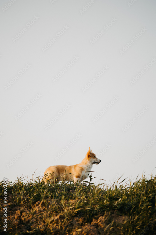 A charming Corgi stands proudly on a lush hillside, showcasing a stunning view against the bright blue sky, capturing natures playful spirit and creating a scene of joy and tranquility
