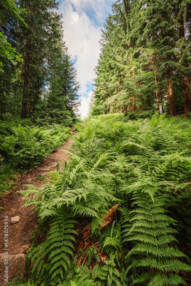 Pilsko Ski Resort, located on the border of Slovakia and Poland, offering scenic tourist trail on Pilsko Mountain in the Beskids, Poland