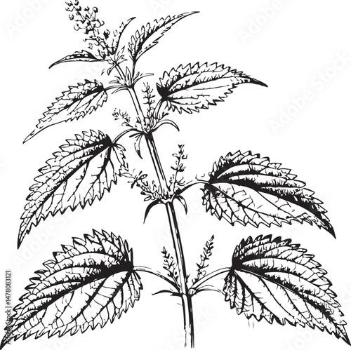 Nettle Herb, Natural Remedy, Black and White Vector Illustration, Sketch Drawing Line Linear Symbol Icon Engraving, Hand-drawn Isolated