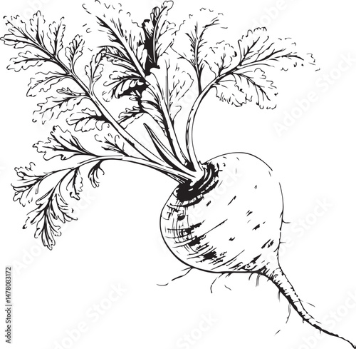 Maca root Herb, Natural Remedy, Black and White Vector Illustration, Sketch Drawing Line Linear Symbol Icon Engraving, Hand-drawn Isolated