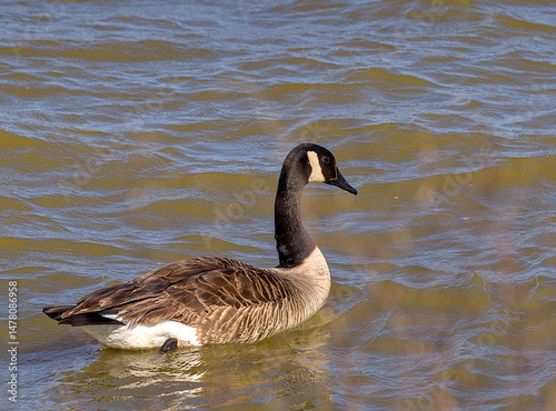 Canadian Goose / Geese make Possum Kingdom Lake their spring time home at Possum Kingdom State Park, Caddo, Texas.