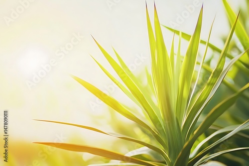 yucca plant in desert landscape