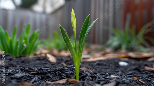 Zephyranthes Rain Lily emerging after storm