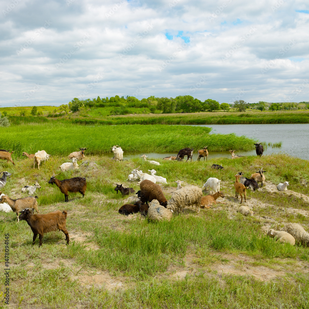 Obraz premium Herd of goats in pasture