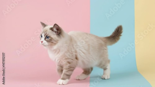 Adorable Ragdoll kitten with blue eyes walking on colorful pink, blue, and yellow studio background. Cute fluffy colorpoint cat, purebred pet. International Cat Day August 8th. Copy space for text.