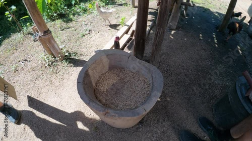 A traditional rice pounding method at a local farm in Chiang Mai, Thailand, using a wooden pestle and mortar, highlighting agricultural practices.