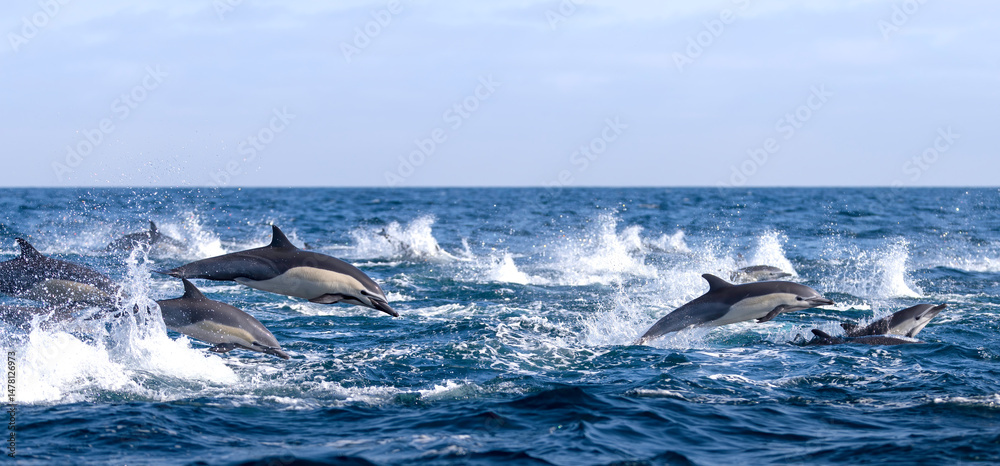 Fototapeta premium dolphin jumping out of water, dolphin stampede,, Dana Point, California 