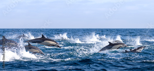 dolphin jumping out of water, dolphin stampede,, Dana Point, California 