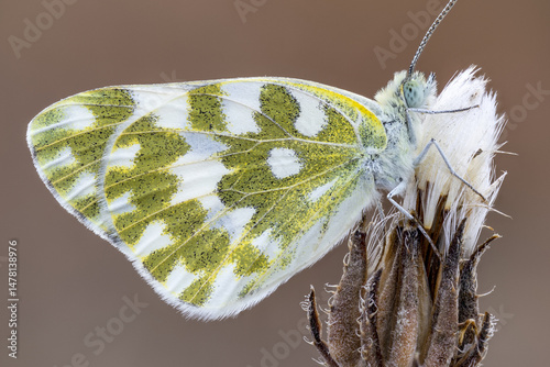 close up shot of a Eastern dappled white butterfly ( Euchloe ausonia )
