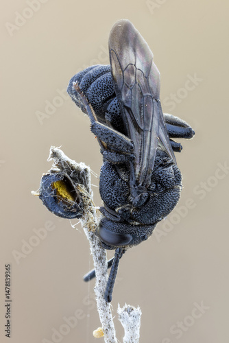 close up shot of a black Cuckoo Bee ( Biastes truncatus )
