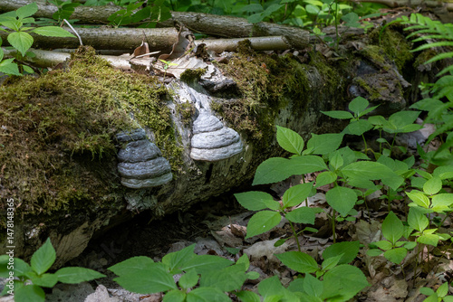 Bracket Fungi Growing on Mossy Log in Forest