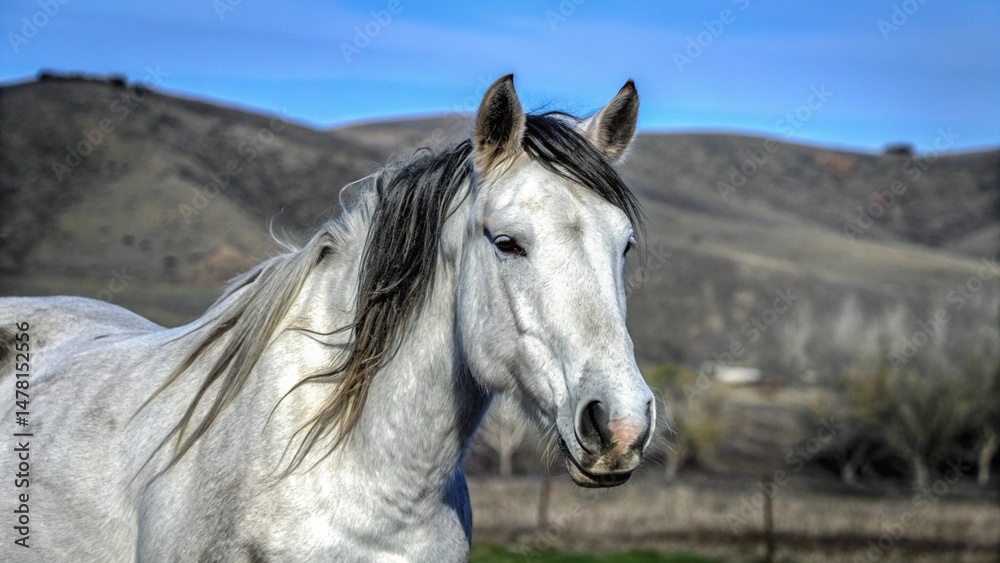 Fototapeta premium portrait of a horse
