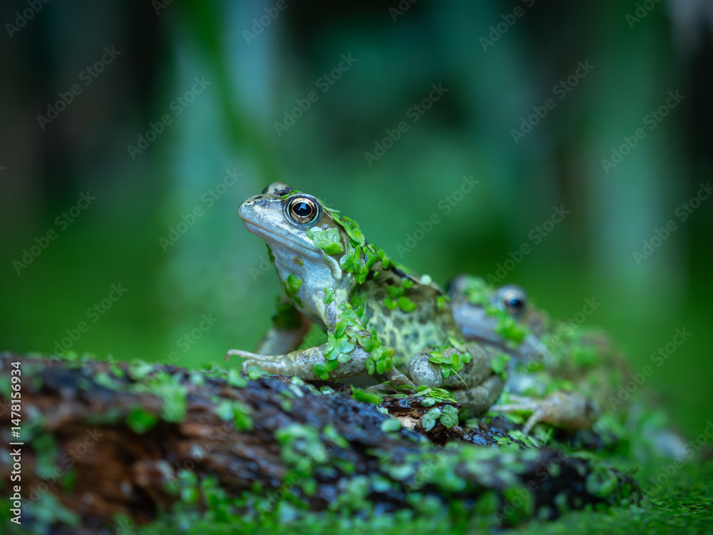 Obraz premium Frog with pond weed in spring