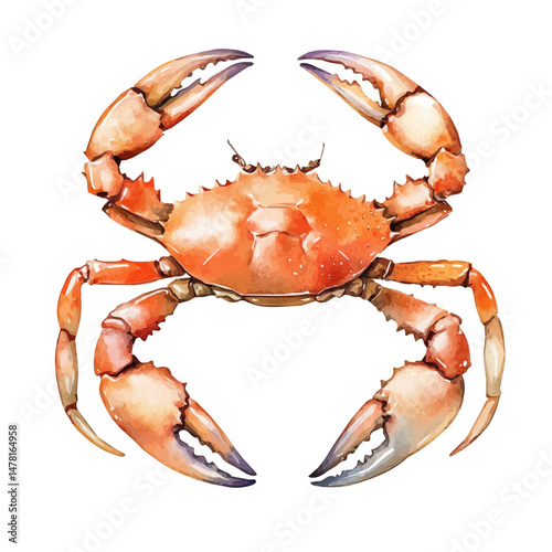 Crab Legs, watercolor vector, isolated on a white background.