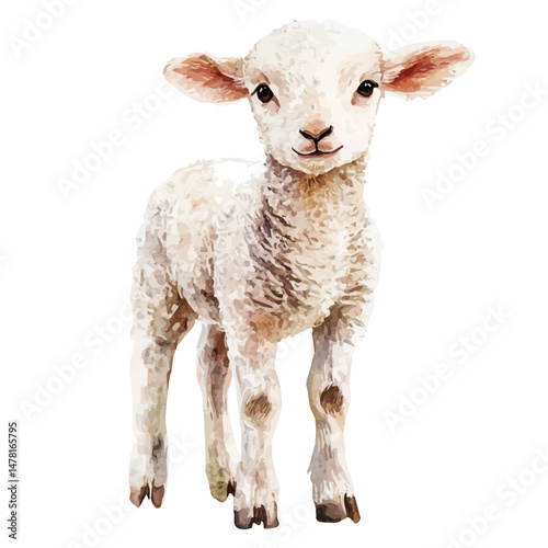 Lamb, watercolor vector, isolated on a white background.