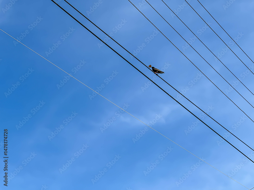 Fototapeta premium Starling with a dry leaf sitting on electric wires against the blue sky background