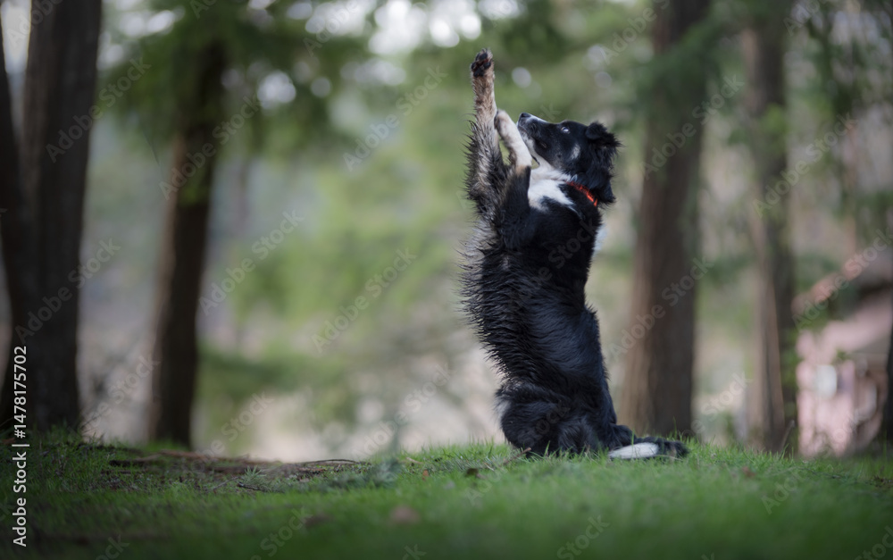 Obraz premium Adorable Dog Doing Cute Trick