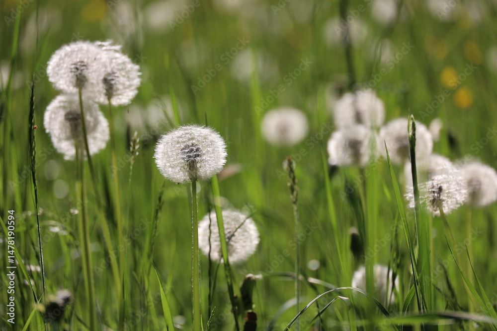 A field of dandelions with a bright sunny day A field of dandelions with a bright sunny day