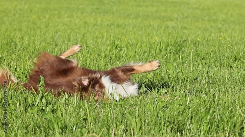 Dog is laying on the grass and rolling around