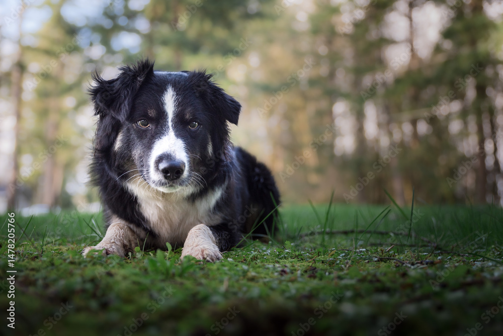 Fototapeta premium Beautiful Herding Dog Laying In Forest