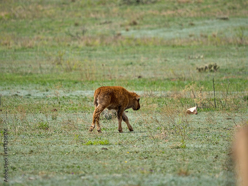 Spring time of baby bison season, one of the main attractions of Caprock Canyons state Park, Quitaque, Texas.
