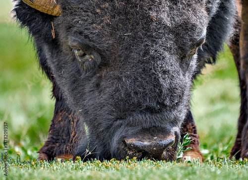 Bison are one of the main attractions of Caprock Canyons State Park, Quitaque, Texas.
