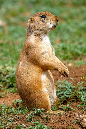The black-tailed prairie dog is a rodent of the family Sciuridae found in the Great Plains of North America from about the United States–Canada border to the United States–Mexico border.