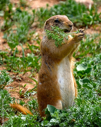 The black-tailed prairie dog is a rodent of the family Sciuridae found in the Great Plains of North America from about the United States–Canada border to the United States–Mexico border.