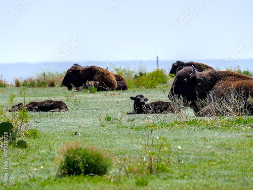 Spring time of baby bison season, one of the main attractions of Caprock Canyons state Park, Quitaque, Texas.