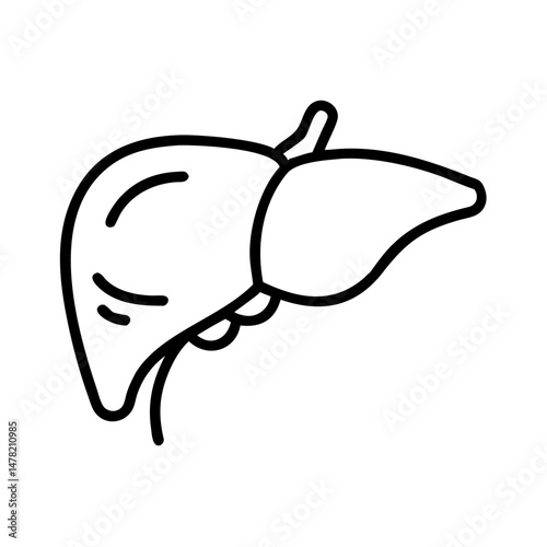 liver, essential and vital, representing liver health on a white background