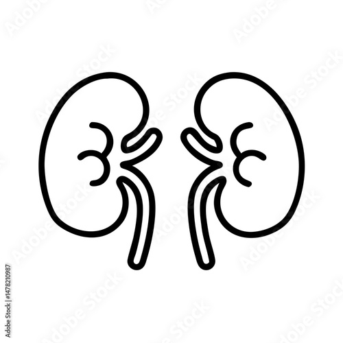 kidney, essential and vital, representing renal health on a white background