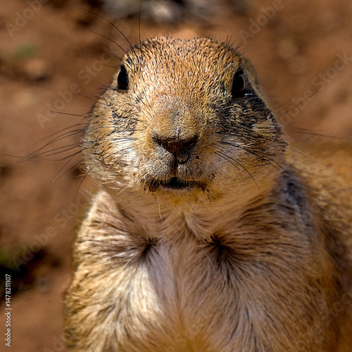 The black-tailed prairie dog is a rodent of the family Sciuridae found in the Great Plains of North America from about the United States–Canada border to the United States–Mexico border.