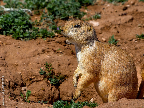 The black-tailed prairie dog is a rodent of the family Sciuridae found in the Great Plains of North America from about the United States–Canada border to the United States–Mexico border.