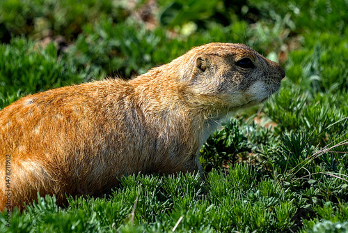 The black-tailed prairie dog is a rodent of the family Sciuridae found in the Great Plains of North America from about the United States–Canada border to the United States–Mexico border.