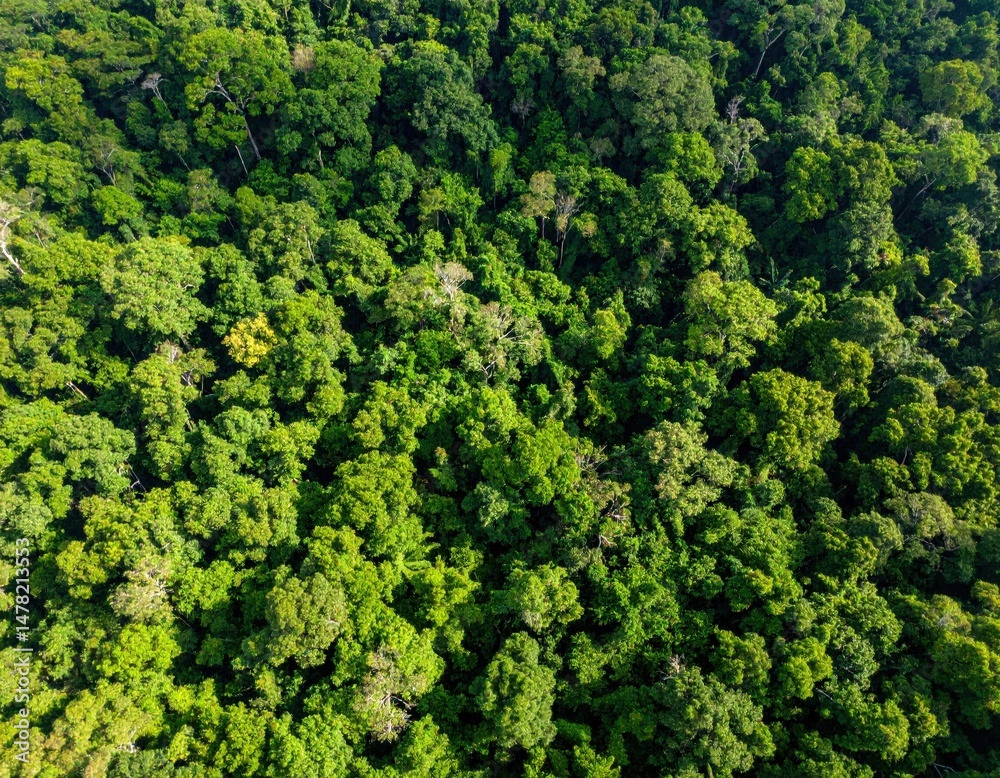 Naklejka premium dense tropical rainforest canopy