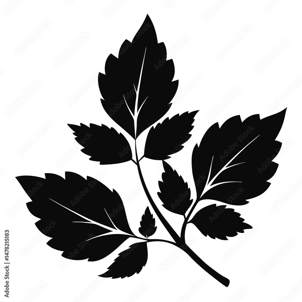 Fototapeta premium Detailed Black Leaf Branch Illustration, Ornamental Foliage with Prominent Veins and Serrated Edges