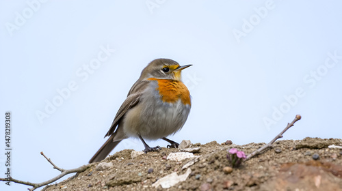 robin accentor (Prunella rubeculoides)