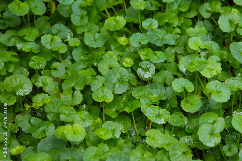 Obraz premium Viola hederacea or Viola Banksii