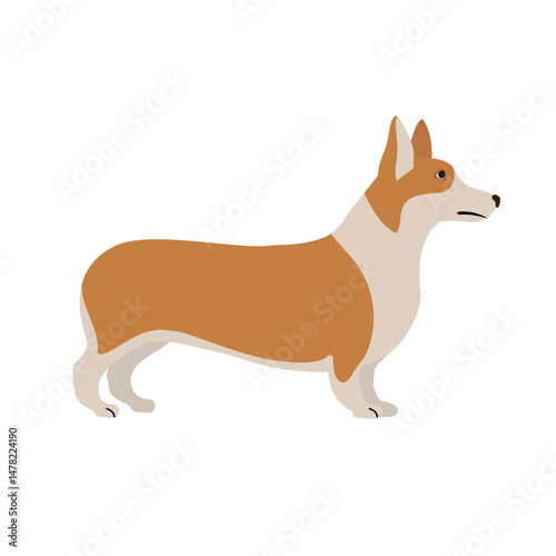 Vector flat hand drawn corgi dog isolated on white background