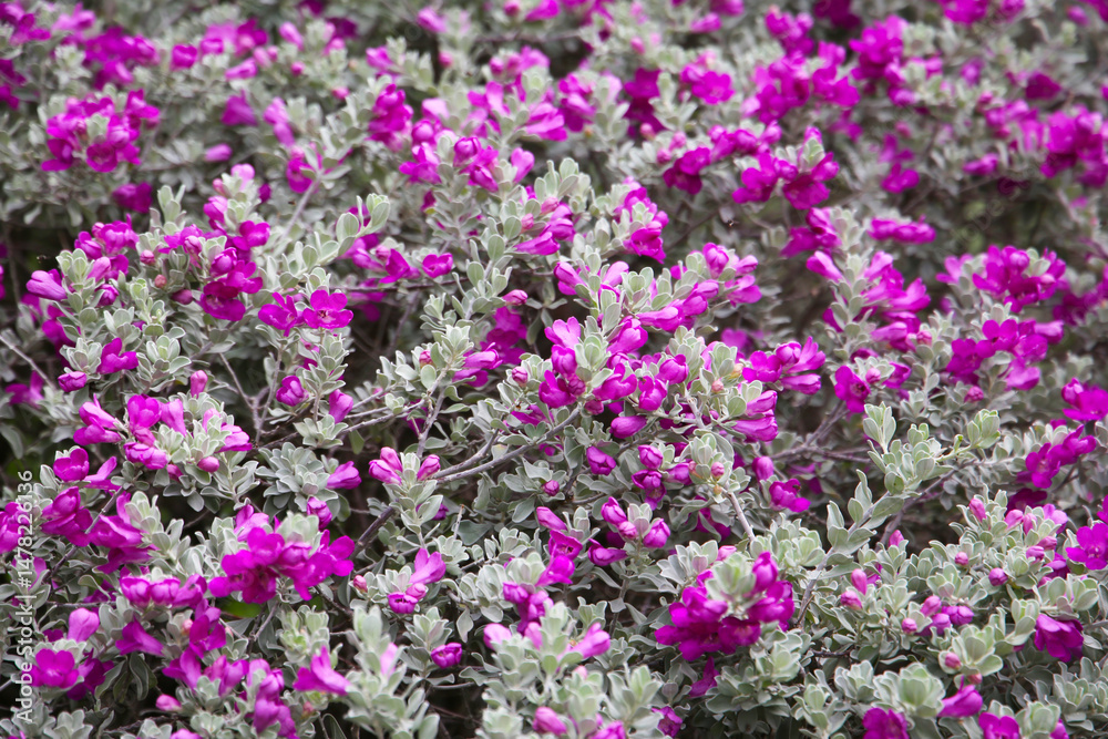 Naklejka premium Leucophyllum frutescens plant in the garden