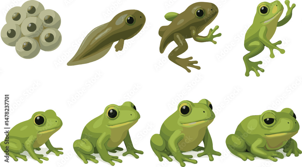 Frog life cycle icons set – flat, amphibian and nature growth symbols Frog life cycle icons set – flat, amphibian and nature growth symbols