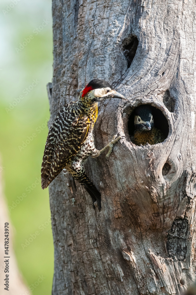 Obraz premium Green barred Woodpecker in forest environment, La Pampa province, Patagonia, Argentina.