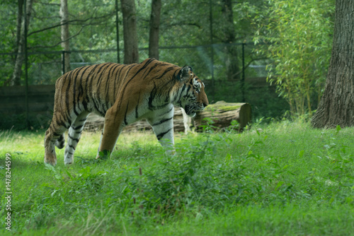 Tigre