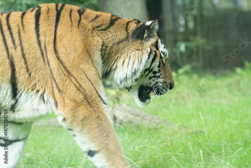 Tigre