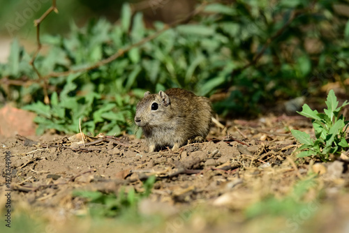 Desert Cavi, Lihue Calel National Park, La Pampa Province, Patagonia , Argentina photo