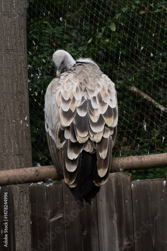 Vautour