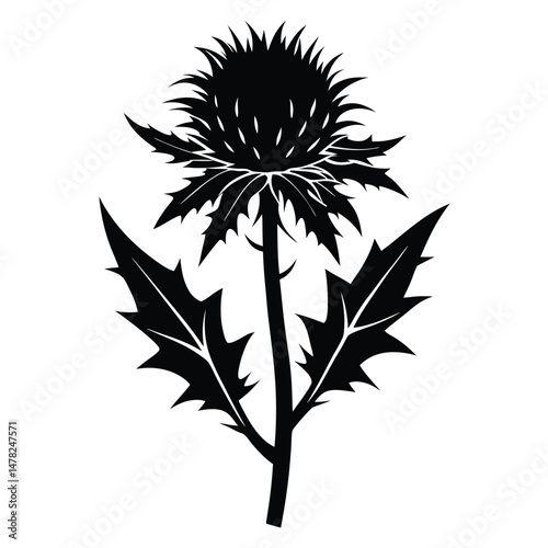 Silhouette Illustration of a Scottish Thistle with Spiky Leaves and Floral Head