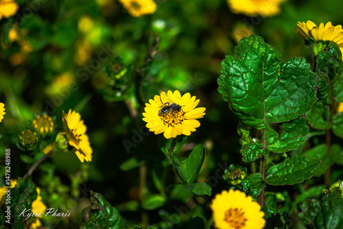 A Bee's Life