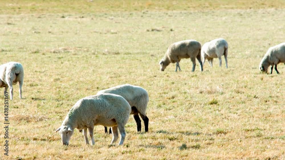 Sheep Grazing in Dry Summer Pastureland Sheep Grazing in Dry Summer Pastureland